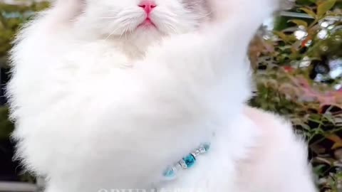 Cute cat | white cat | cute white cat