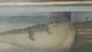 baby crocodile at local pet store