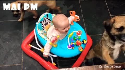 Baby WANTS to play with pupies but is held back(CUTE)