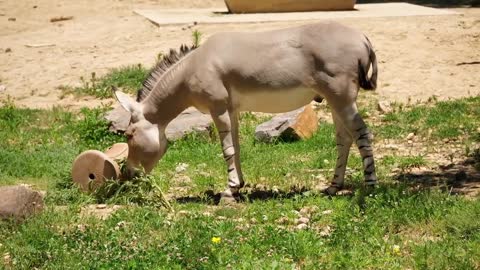 Donkey neighing - Sound of the Donkey