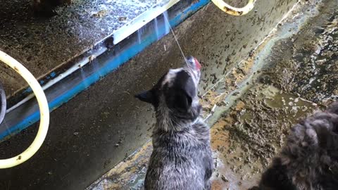 Cattle Dog Drinks Milk Straight From the Source