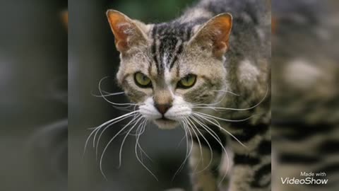 Cute funny cats- American Wirehair