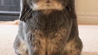 2.The many moods of a bunny