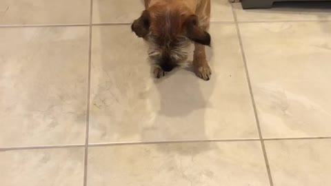 Cute Border Terrier hesitantly picks a treat