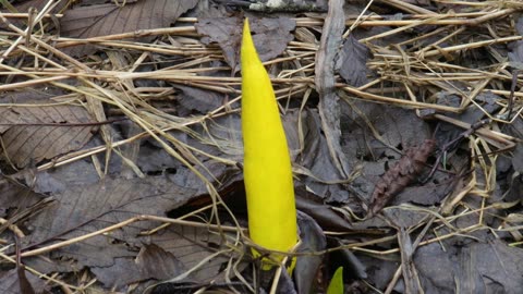 Skunk Cabbage-flower shoot