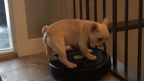 Puppy riding Roomba tries to eat the machine