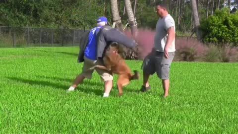 Make your Dog fully aggressive with a few simple steps