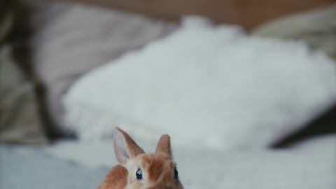 Cute and Funny Bunny On Bed