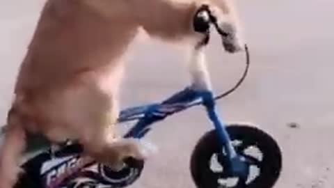 Funny Dogs from Tik Tok - Try not to laugh - Funny Dog - Funny Animals Life - Cute 😍😍😍 #Shorts