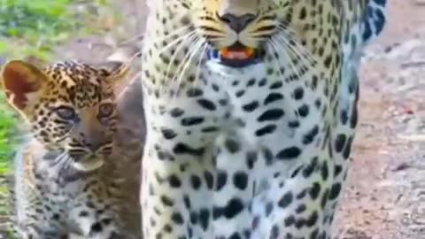 Monkey Vs Cheetah🐆 Funny Video Big Cheetah And baby Cheetah Coming