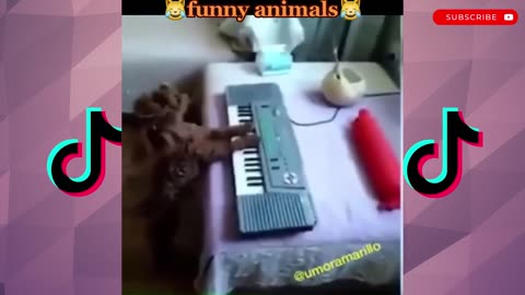 funny animal compilation