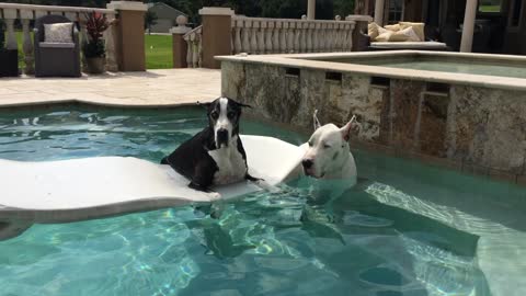Max and Katie the Great Danes enjoying lounging in the pool