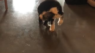 Dog chasing its tail