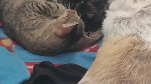 Dog Goes in Cat Crate To Give New Mama Cat Moral Support