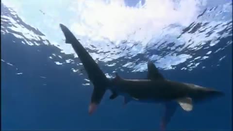 Oceanic Whitetip Shark Attack | Planet Earth | BBC Earth