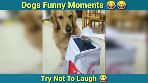 Funny Dog Complication