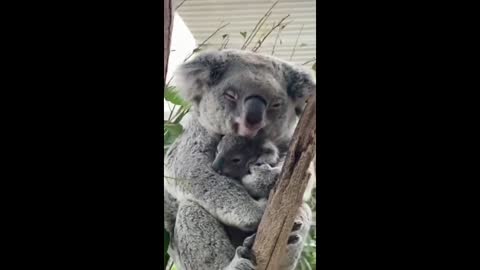 cute view of a koala mother hugging her baby