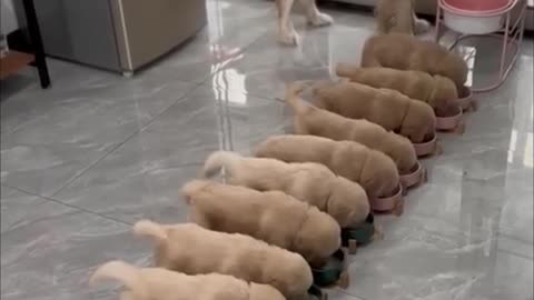 Cute Puppies Eating Together | Wholesome Animals