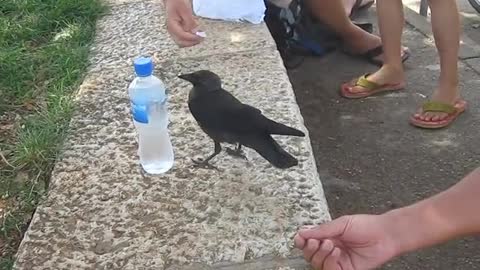 A Very Smart Bird Thirsty crow comes to humans for help