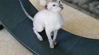 Sphynx Cat Runs On Treadmill Like A Hamster