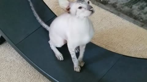 Sphynx Cat Runs On Treadmill Like A Hamster