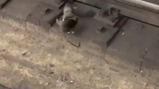 Two rats fighting subway rail tracks