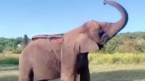 Elephant Stunt Video 2021