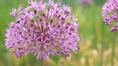 Worker bee on beautiful pink flowers