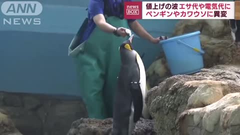 Aquarium in Japan Changes Feed Due to Rising Costs, Animals Reaction is Hilarious