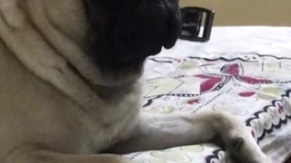 Guy scares pug sleeping on bed awake