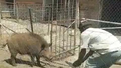 Correct and safest way to catch and carry a big pig. Awesome pigs #Wild boar #hairy pigs #wild pigs