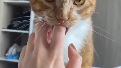 Funny cat viral video