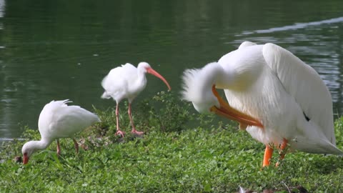 birds love bathing