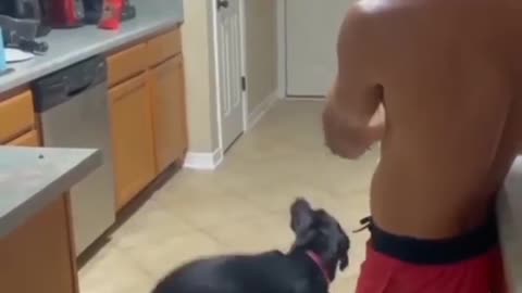 Dog acting skill after gun shot