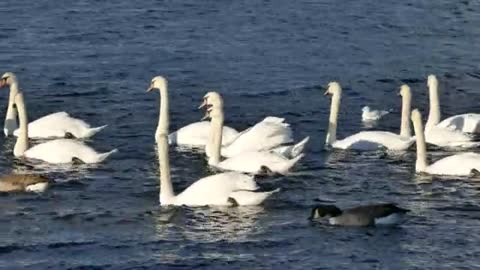 swan most beautifull | freevideo24