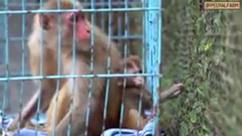 Baby monkey reaction after his mother got shot by bullets