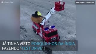 Porquinhos-da-Índia fazem test drive com carrinhos