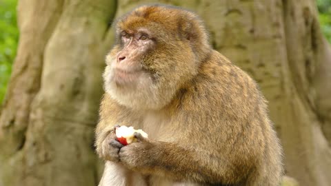 Monkey in eating