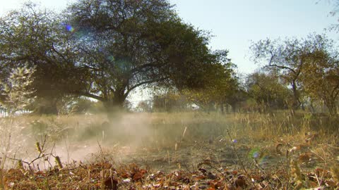 Cheetah Practices Hunting Before Release into the Wild | BBC Earth