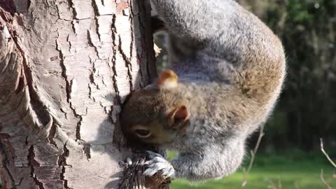 Gray Squirrel Head