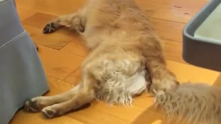 Two golden dogs fight over brown stuffed animal