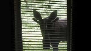 moose looking in the window