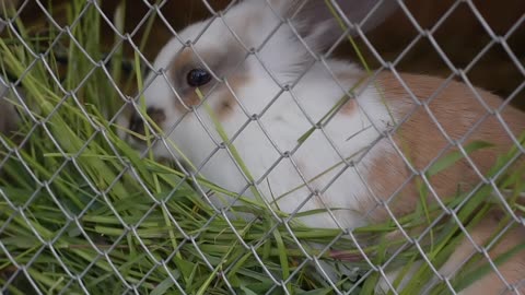 Rabbit eating grass #Rabbit #pets #cute animal