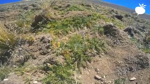 A Tour Of Maca Fields Shortly Before The Harvest