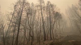 Video: incendios forestales y elecciones en EE.UU.