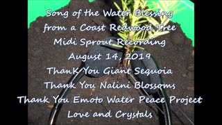 Song of the Water Blessing from the Coast Redwood Tree 8 14 2019