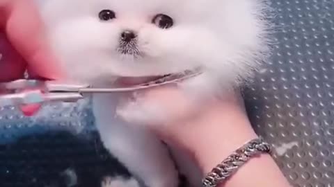 Cute puppy