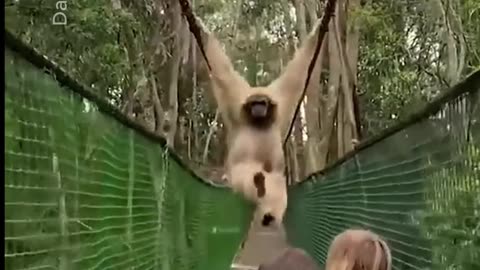 #shorts #shortsvideoviral #shortsvideo #animals #amazinganimals #gibbons #funnyvideos #funny