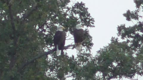 361 Toussaint Wildlife - Oak Harbor Ohio - Just A Couple Planning Their Day