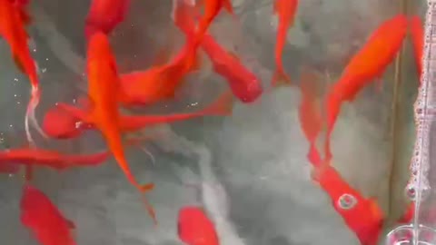 Goldfish swim happily in the fish tank.